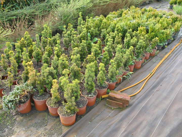 Taxus Bacata Fastigiata